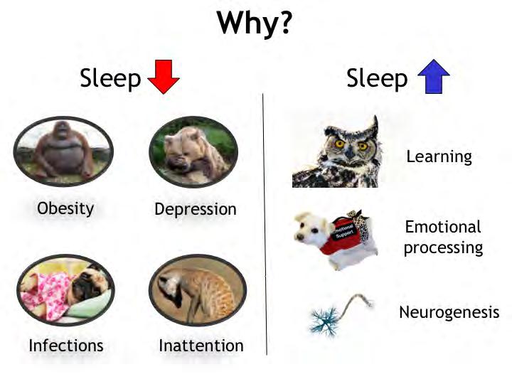 Most theories about the role of sleep are derived in an indirect way: from what happens when we don t sleep.