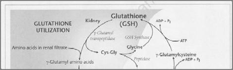Pyroglutamate is created in the γ- glutamyl cycle (GGC), a pathway that is highly active in renal tubules and anywhere there is a high demand for glutathione.