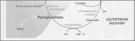 of γ-glutamyl amino acid formation. 28 29 As glutathione fails to be recovered in the γ-glutamyl pathway, a concurrent reduction in total body sulfate may be found.