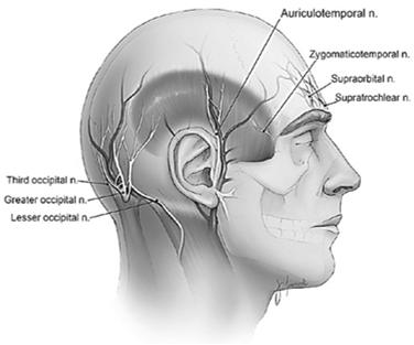 Auriculotemporal Nerve Block Technique Use 30-gauge needle Inject 1-2 ml above posterior part of zygoma anterior to ear Feel for temporal artery pulse and avoid direct injection Additional injections