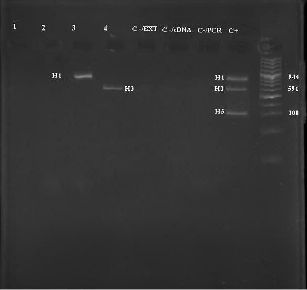 Multiplex PCR