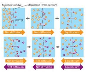 Membrane Structure results in selective permeability How are membranes selectively permeable? Lipid bilayers are impermeable to most essential molecules and ions.