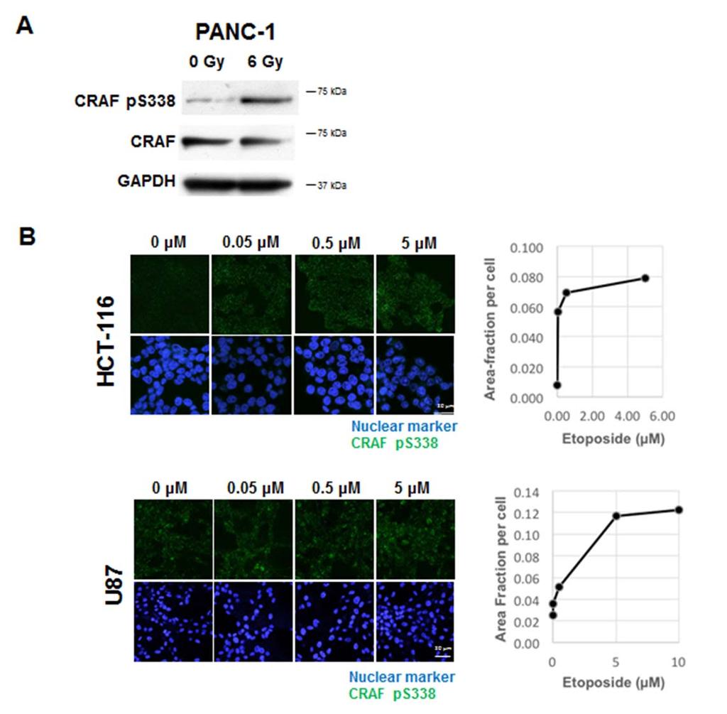 Supplementary Figure 3: DNA damage results in accumulation of ps338 CRAF. (a) Immunoblotting for CRAF ps338 in irradiated PANC-1 cells.