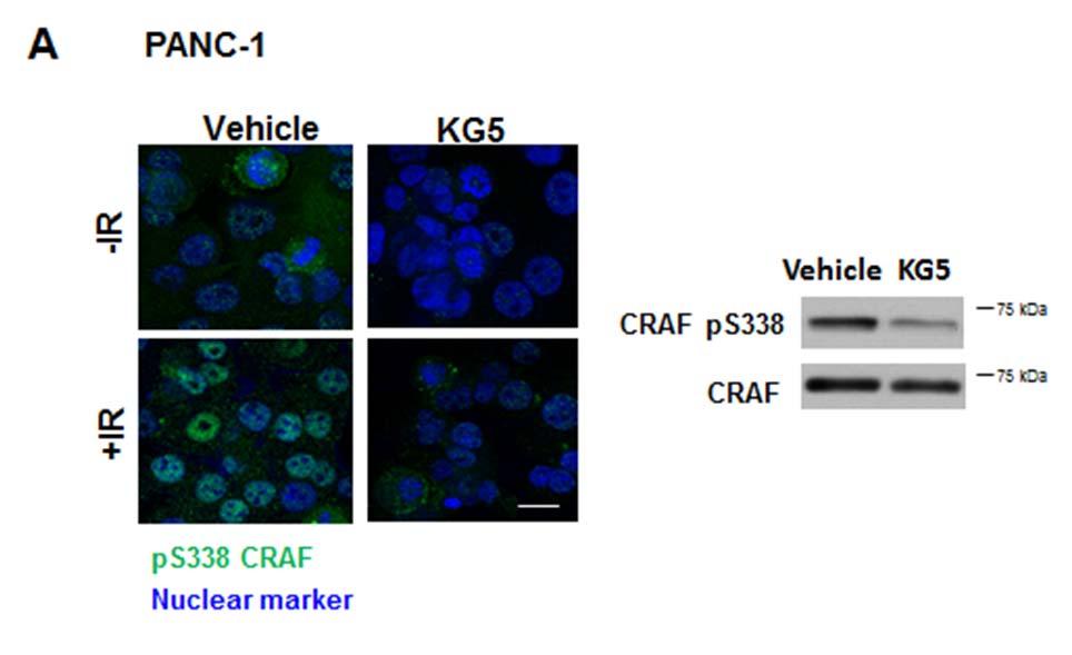 Supplementary Figure 4: KG5 inhibits ps338 CRAF and radiosensitizes PANC-1 cells. (a) Immunostaining for CRAF ps338 (green) in PANC-1 cells treated with KG5 (1 µm) overnight then irradiated (6 Gy).