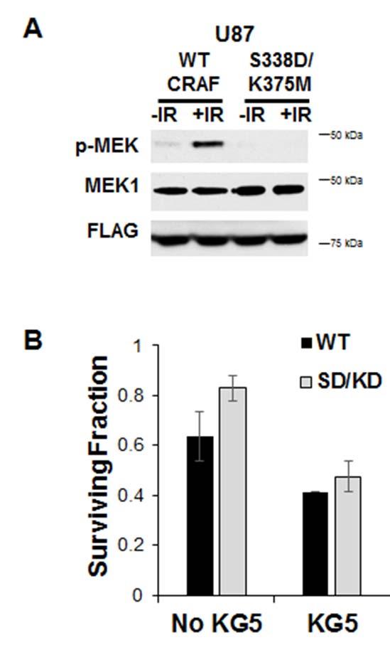 Supplementary Figure 6: S338D/K375M double CRAF mutant acts as a dominant negative.