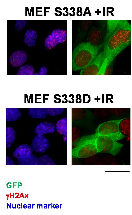 Supplementary Figure 7: CRAF -/- MEFs are radioprotected by S338D but not S338A or K375M CRAF expression.