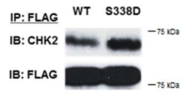 Supplementary Figure 9: Phospho-mimetic S338 CRAF has increased association with CHK2 U87 cells were transfected to express FLAG-tagged wildtype CRAF (WT) or the CRAF