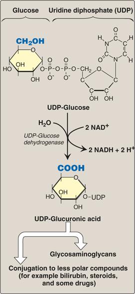 UDP-glucose is converted to UDP-glucuronate using the UDP-glucose dehydrogenase enzyme, NADH + H+ are produced in the process.