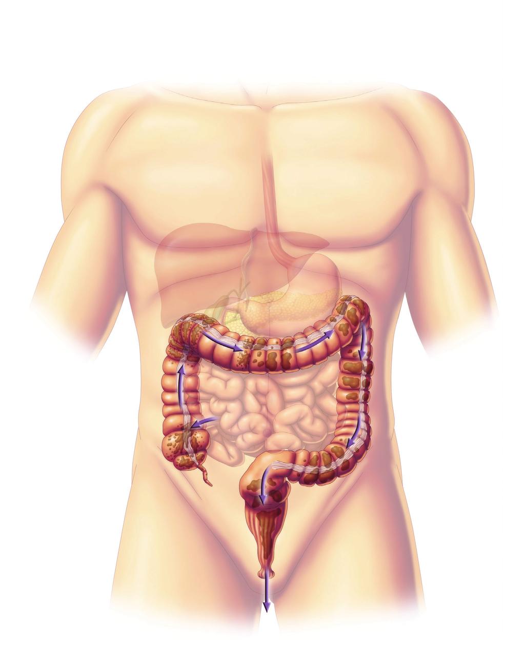 Identify the basic structures and functions of the digestive system Elimination of Waste: The Final Process We have seen how our digestive system converts food into nutrients, but what happens to the