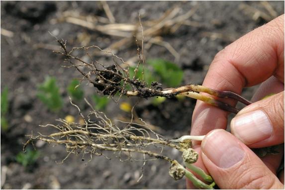 SCN on roots of volunteer canning pea (lower) and soybean (upper)