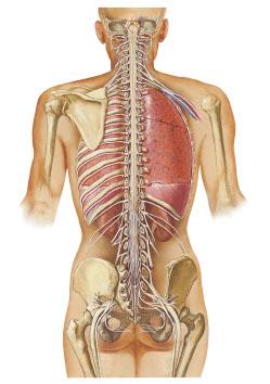 III. Spinal Cord and Spinal Nerves in Situ Dorsal view Spinal nerves arise from the spinal cord. There are 31 pairs of spinal nerves.