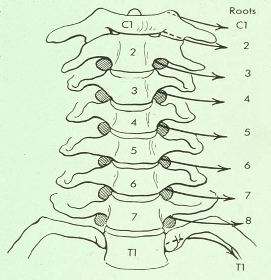 There are: 8 cervical pairs 12 thoracic pairs 5 lumbar pairs 5 sacral pairs 1 coccygeal pair Ventral ramus of spinal nerve T11 Ventral ramus of spinal