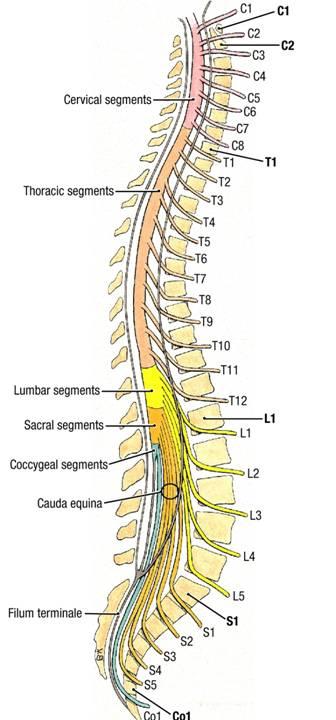 From the T1 pair downward, each pair of nerves is named according to the vertebra that lies above it.