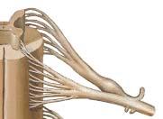 V. Functional Components of Spinal Nerves A. General somatic afferent (GSA) SNS Sensory nerve fibers from body surface and muscles B.