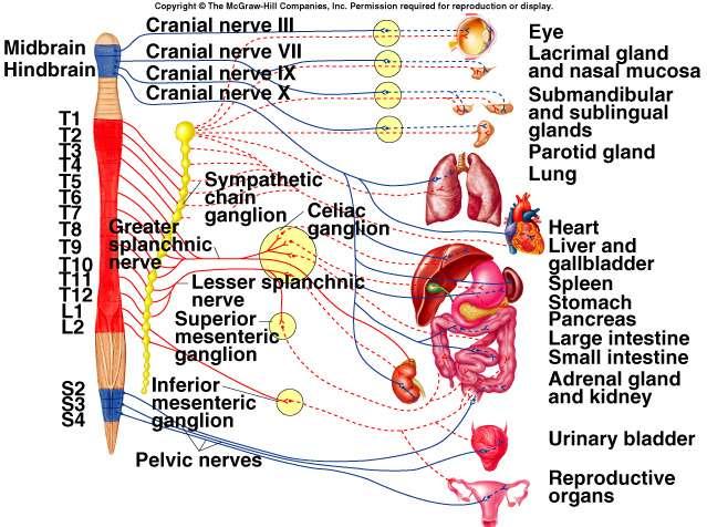 Sympathetic nervous system and parasympathetic nervous system: Both have preganglionic neurons that