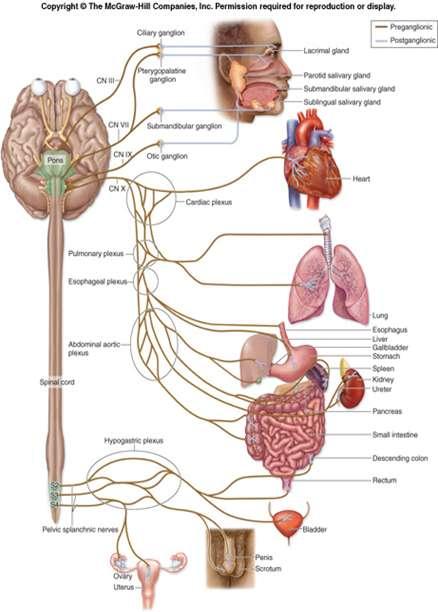 Autonomic Nervous System Overview Automatic, involuntary Primarily involved in maintaining homeostasis of the internal
