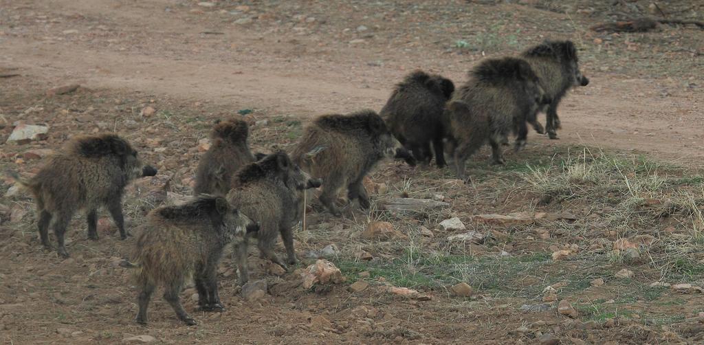 Monitoring: wild boar populations?