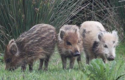 often non-  Wild Free-range domestic pig Backyard domestic pig