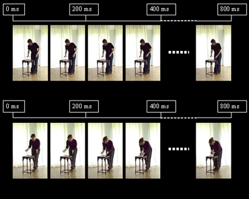 BRAIN RESEARCH 1242 (2008) 185 190 189 Fig. 2 An example of frames from the video clips.