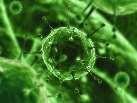 Pathogens and disease Pathogens: Microorganisms that cause disease Infectious: the microorganism
