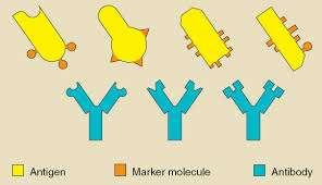 Pathogens Pathogens has structures on their surface called antigens. Each type of pathogen has a different type of antigen.