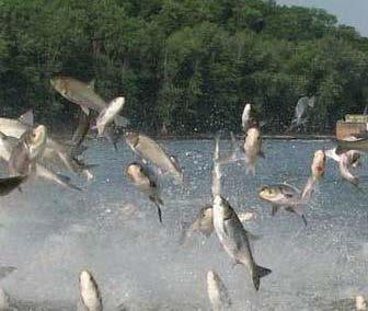 utilization, high value of Asian carp meal in