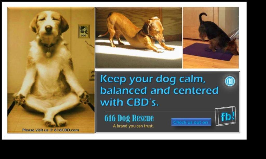 Description Our CBD Dog Rescue is perfectly infused with our natural honey and CBD