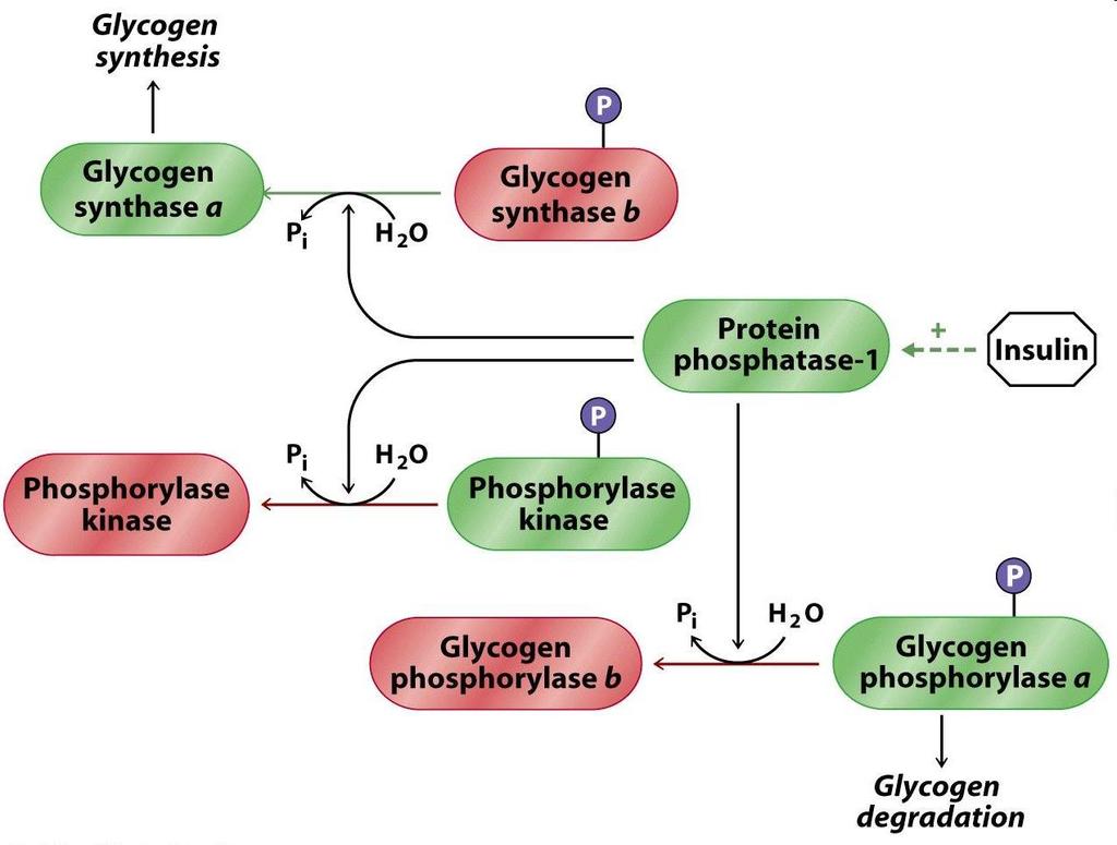 ow is Glycogenesis Activated?