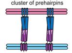 inserting into the host cell membrane.