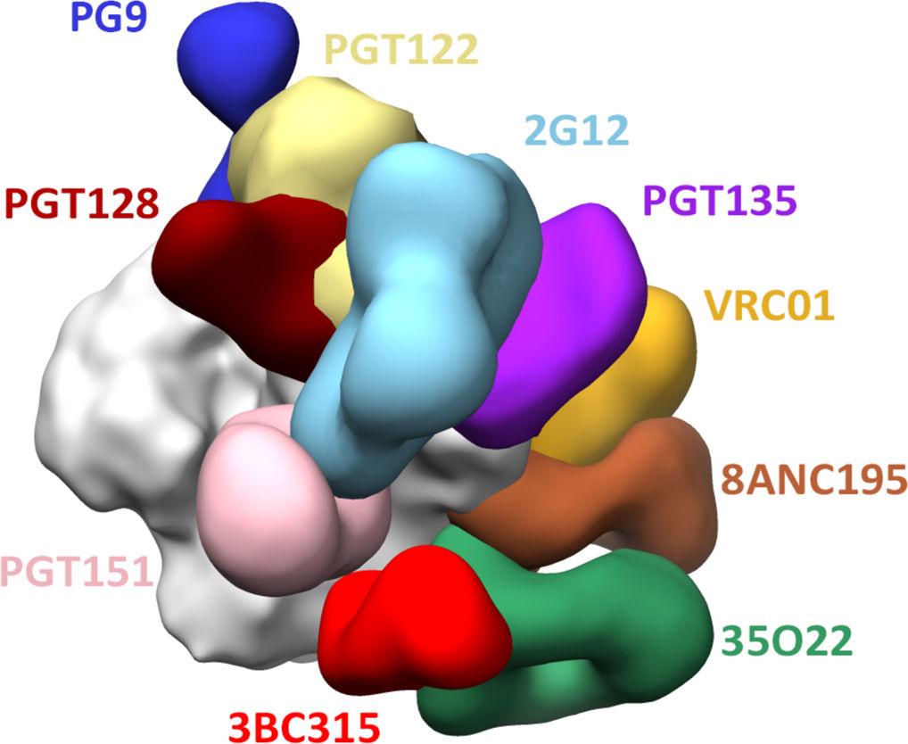 de Taeye et al. Page 18 Figure 1. bnab epitopes mapped onto the 3D structure of the BG505 SOSIP.664 trimer The bnabs labeled in different colors are modeled onto an EM density map of the BG505 SOSIP.