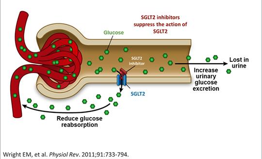 Sodium/Glucose