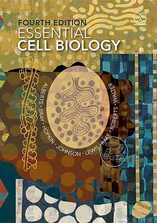 Alberts Bray Hopkin Johnson Lewis Raff Roberts Walter Essential Cell Biology FOURTH EDITION Chapter 15 Intracellular Compartments and Protein Transport Copyright