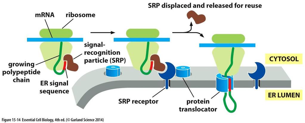 PROTEIN SORTING Proteins Enter the Endoplasmic Reticulum While Being Synthesized Soluble Proteins Made on the ER Are