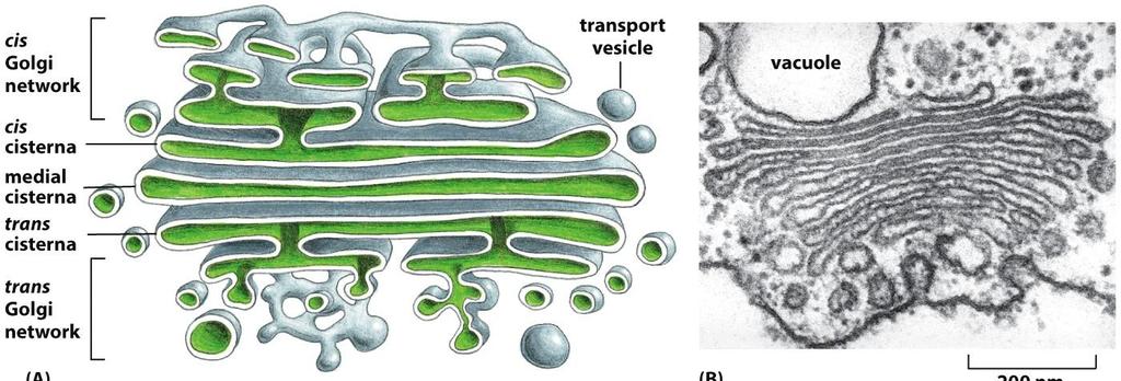 Golgi apparatus = dictyosome in plant cells (diktyosomi kasvisoluissa) SECRETORY PATHWAYS Most