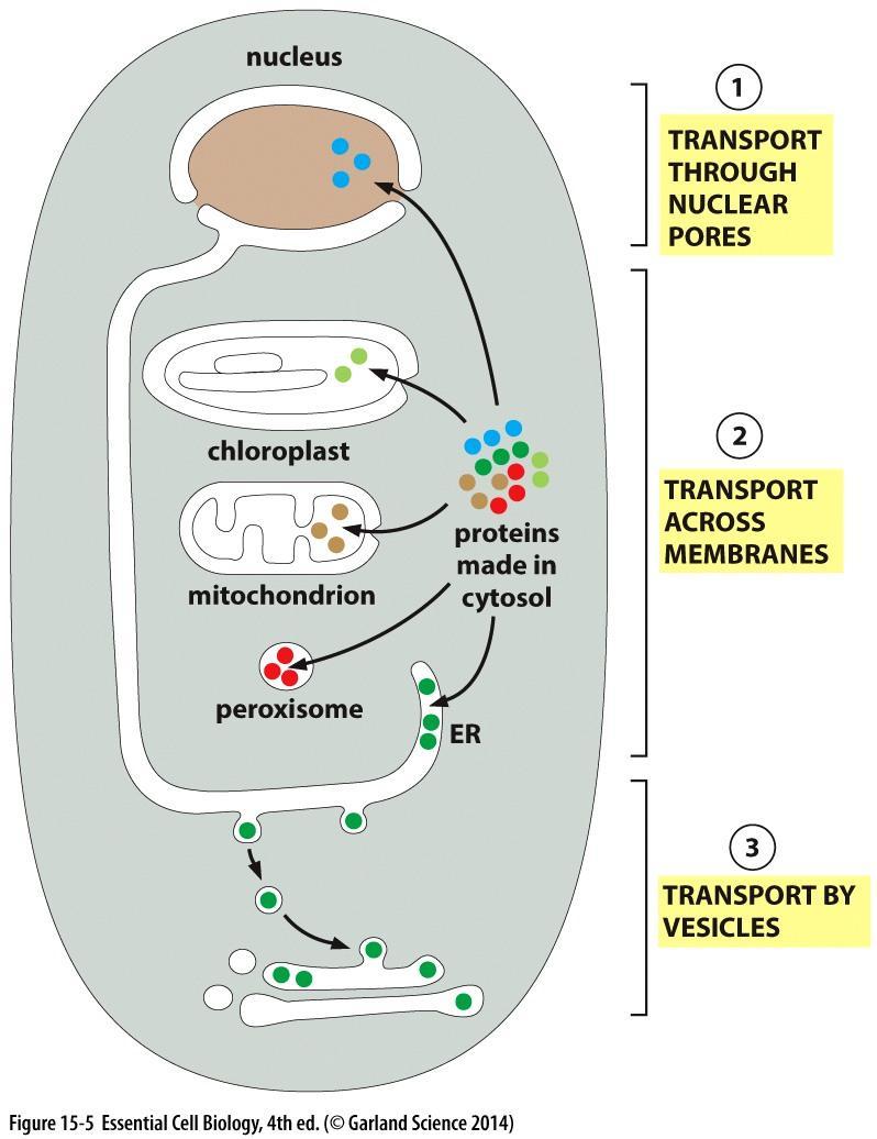 PROTEIN SORTING Proteins Are Transported into Organelles by Three Mechanisms Signal Sequences Direct Proteins to the Correct Compartment Proteins Enter the Nucleus Through Nuclear