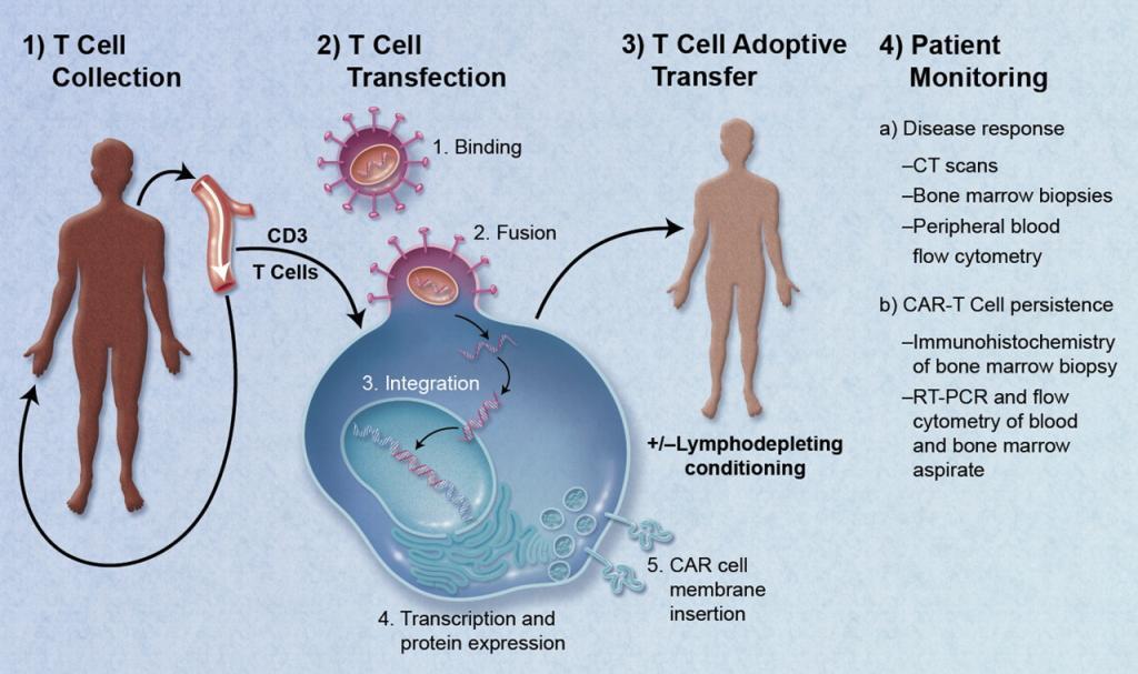 CAR-T therapies are both autologous. CAR-T cells are engineered to be specific to an antigen expressed on a tumor that has low expression on healthy cells.