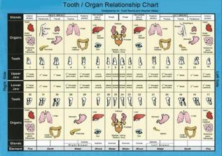 Holistic Healing Holistic Healing Dental Health Every tooth of the dog goes directly to an organ meridian.