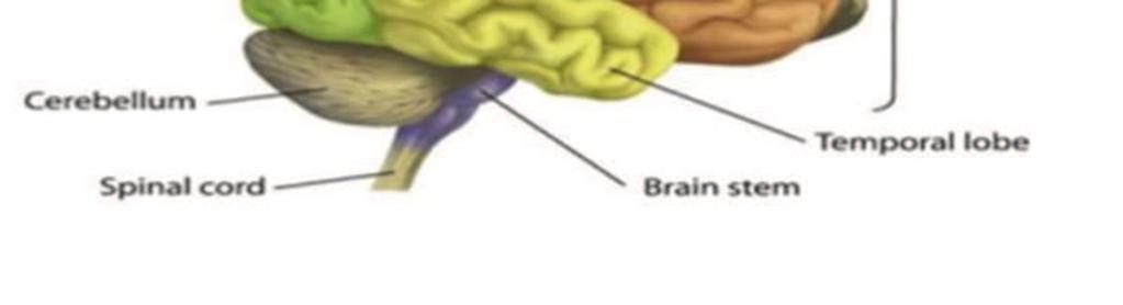 Brain The brain is located