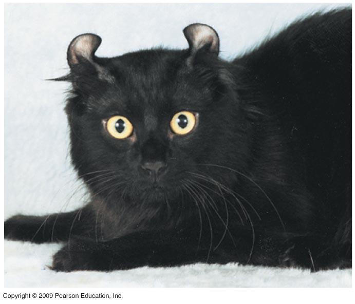 New alleles arise through mutation The dominant curled ears allele was caused by a mutation.