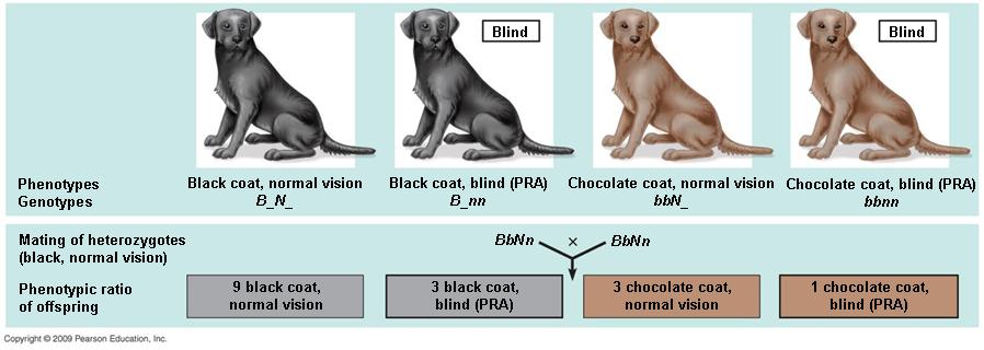 Labradors have a gene for coat color and a gene for vision.