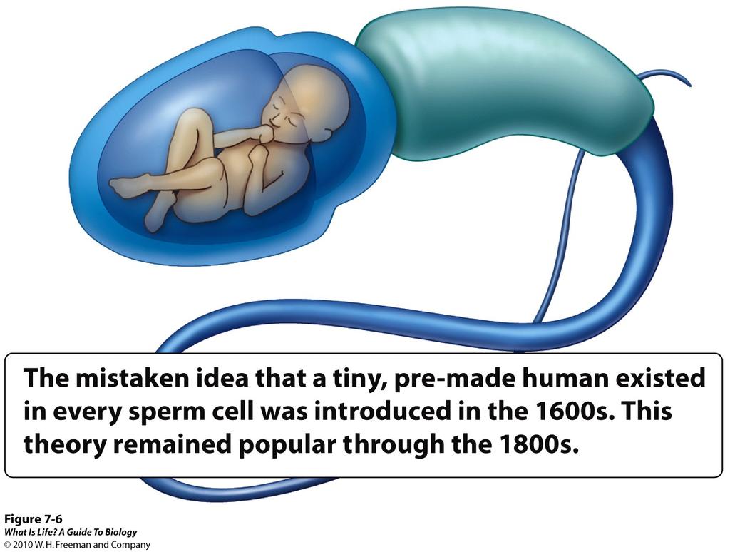 People used to think that a tiny baby was transferred via sperm or