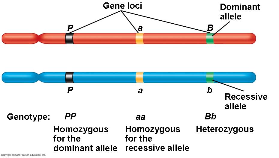 inherits one gene from each parent (Genotype) - Homozygous vs.