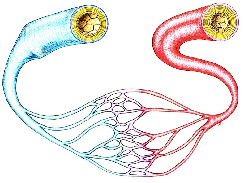 Anatomy Systems of Vessels Endothelium Vein Externa