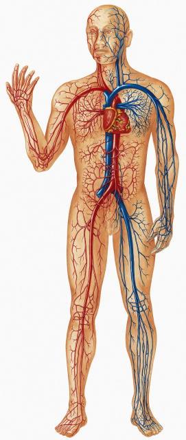 Anatomy Systems of Vessels: Arteries, veins and capillaries Arteries Oxygen transport High pressure, low volume system Thick specialised elastic vessel walls Damage, destruction, or removal of an