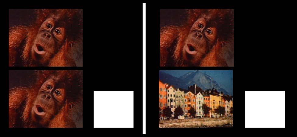 the two items are different. If the comparison was identical to the original orangutan, then reinforcement would be provided for selecting the comparison orangutan (Figure 1).