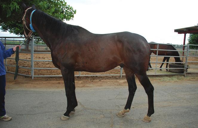 Picture A. Before supplementation with an antioxidant, omega-3 and micro-nutrient supplement* Horse 1, 63 kg Picture B.