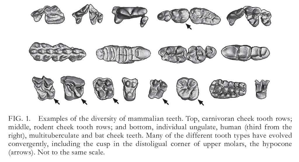 diversity of mammalian teeth upper left molars