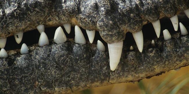 trends in dental evolution many similar single-cusped teeth multi-cusped