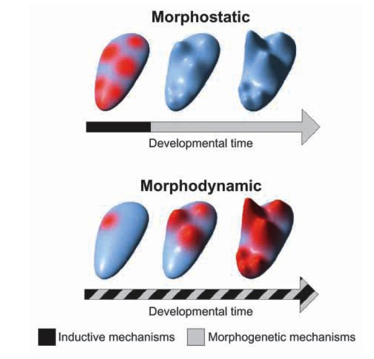 morphodynamics: simultaneous pattern formation and morphogenesis Salazar-Ciudad I, Jernvall J &
