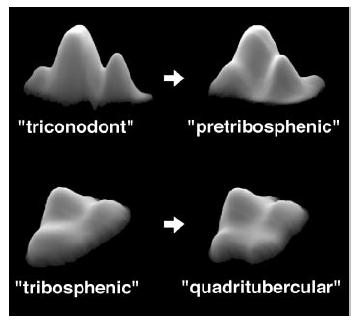 modeling dental evolution Major transitions in mammalian molar evolution require small changes in the model
